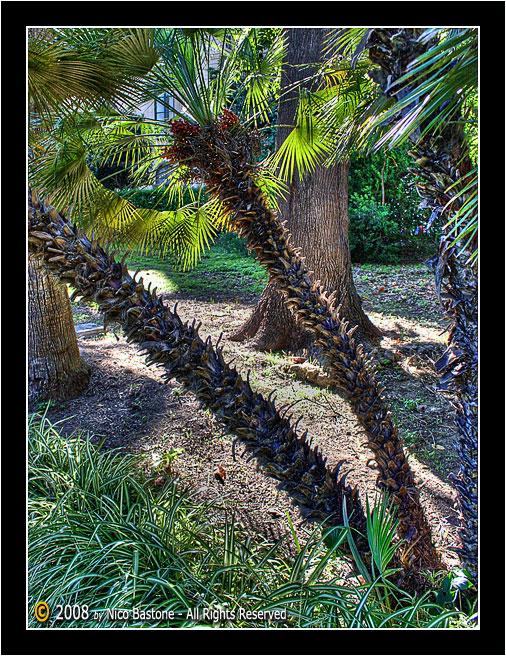 Orto_Botanico_HDR_ (11).jpg